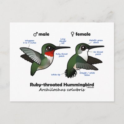 Ruby-throated Hummingbird Statistics Postcard