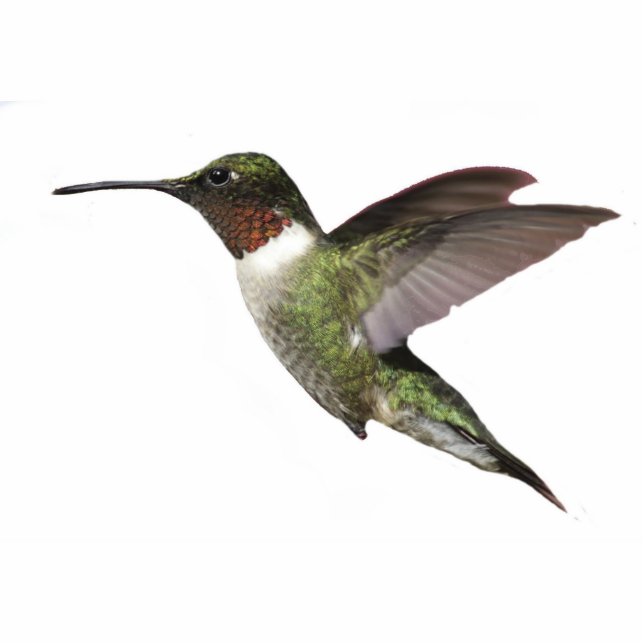Ruby Throated Hummingbird Statuette (Front)