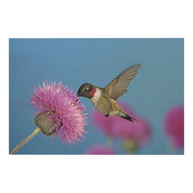 Ruby-throated Hummingbird Wood Wall Decor (Front)