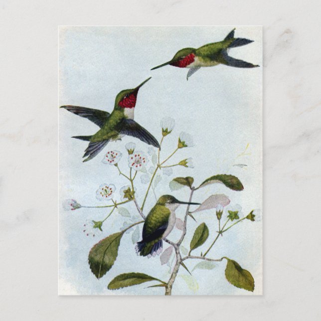 Ruby-throated Hummingbirds Postcard (Front)