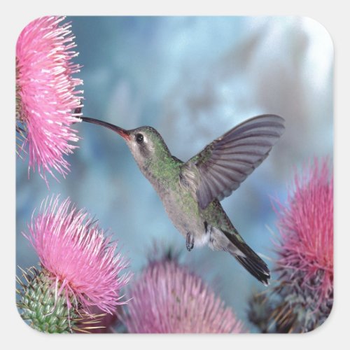 Rubythroat Hummingbird Square Sticker
