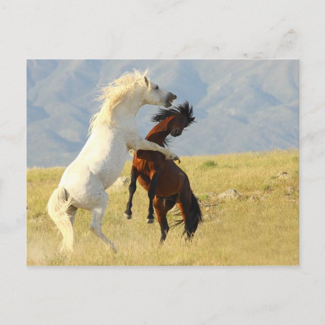 Ruckus Postcard (Front)