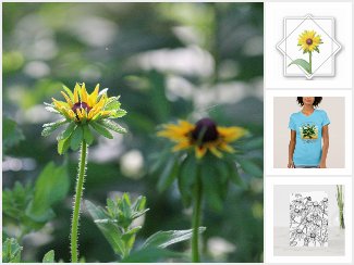 Rudbeckia