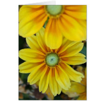 Rudbeckia, Blank