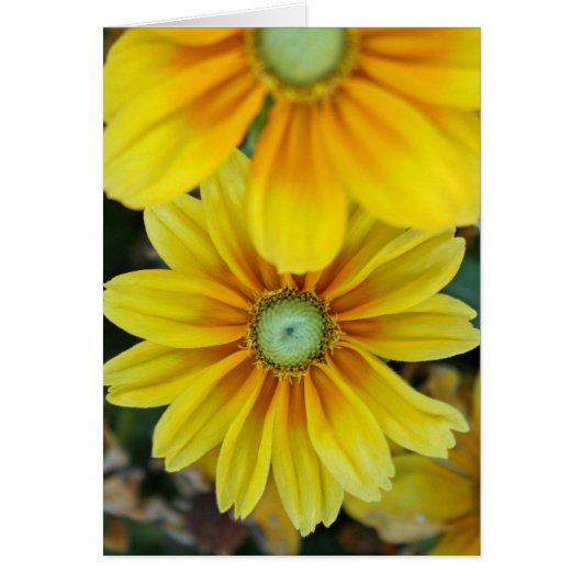 Rudbeckia, Blank Cards (Front)
