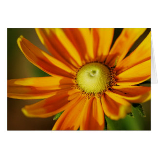 Rudbeckia Bloom