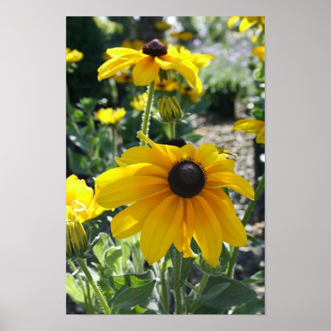 "Rudbeckia Bloom" Poster (Front)