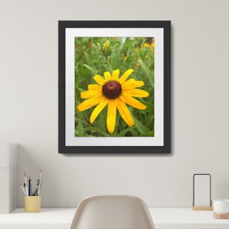 Rudbeckia Blossom and Bud Close-Up Photograph