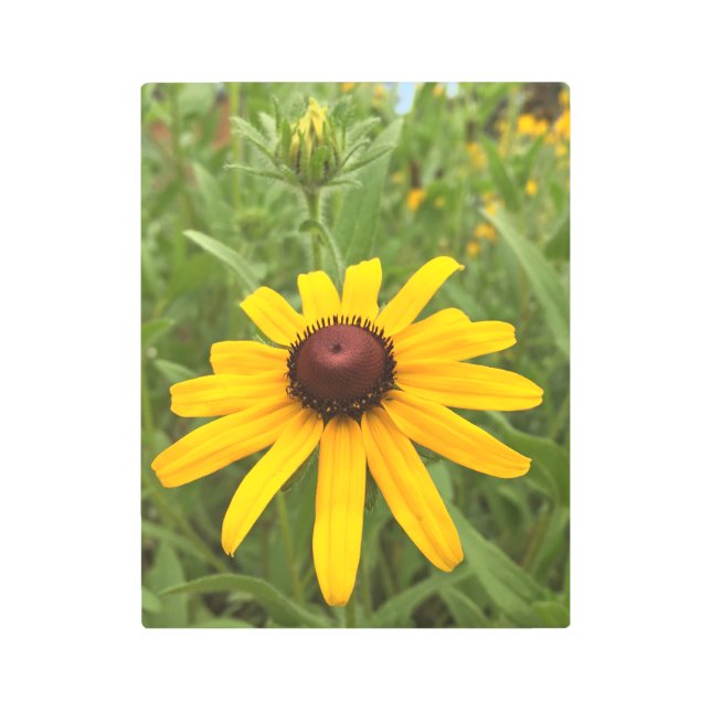 Rudbeckia Blossom and Bud Close-Up Photograph Metal Print (Front)