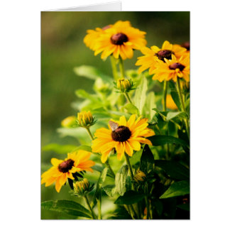 Rudbeckia Cards