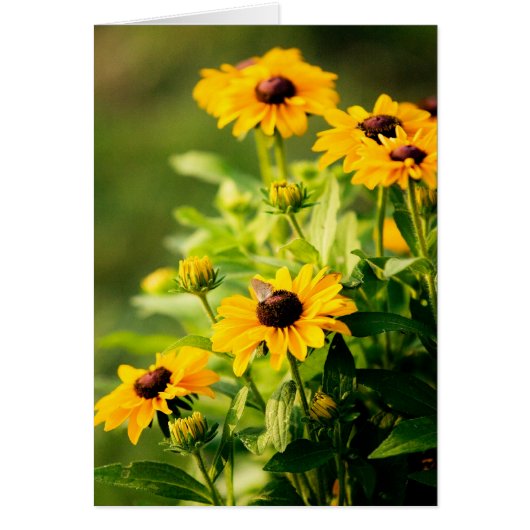 Rudbeckia Cards (Front)