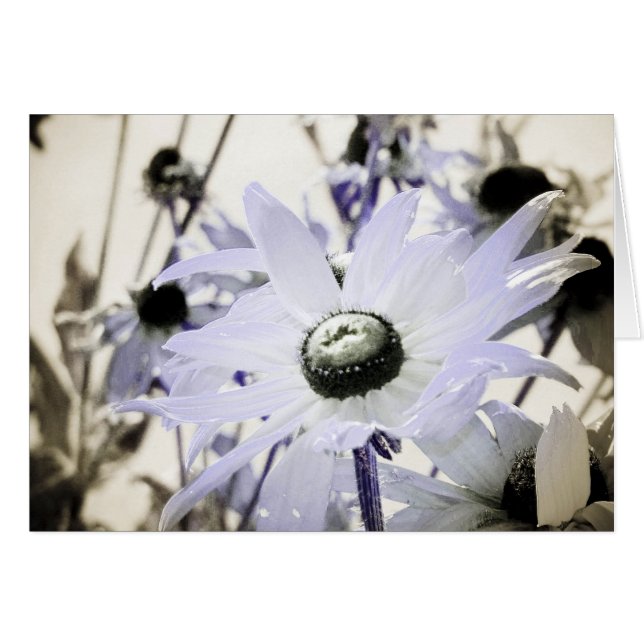 Rudbeckia Cards (Front Horizontal)