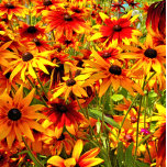 RUDBECKIA FLOWERS   BELT BUCKLE<br><div class="desc">A photographic design of pretty Rudbeckia flowers,  also known as Black-eyed Susan or cone flowers.</div>