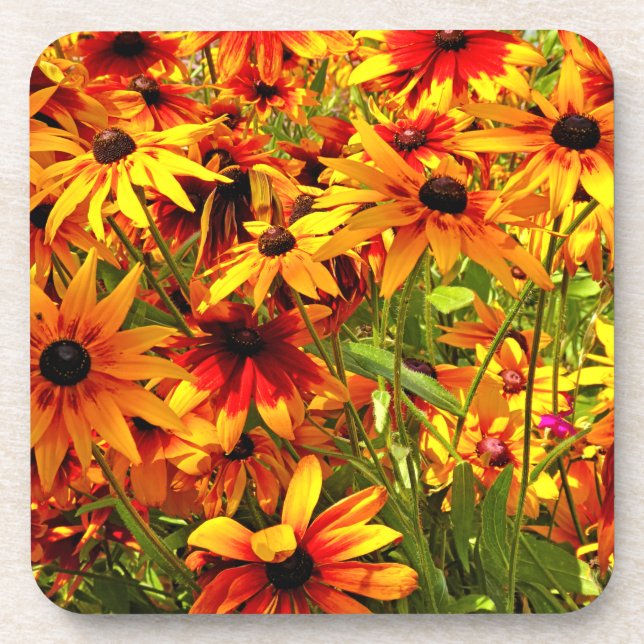 RUDBECKIA FLOWERS    BEVERAGE COASTER (Front)