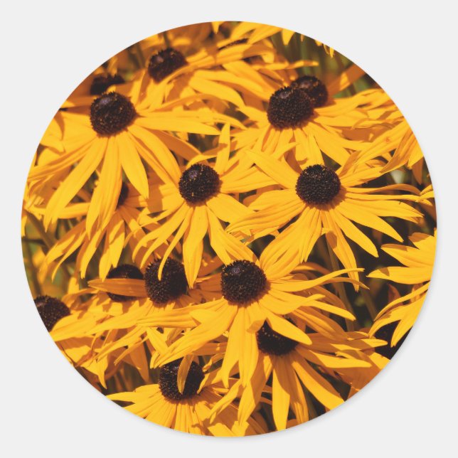 Rudbeckia Fulgida / Black-Eyed Susans Classic Round Sticker (Front)