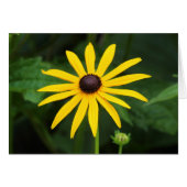 Rudbeckia hirta (Front Horizontal)