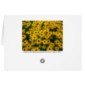 Rudbeckia Hirta (Black-eyed Susans) (Back Horizontal)