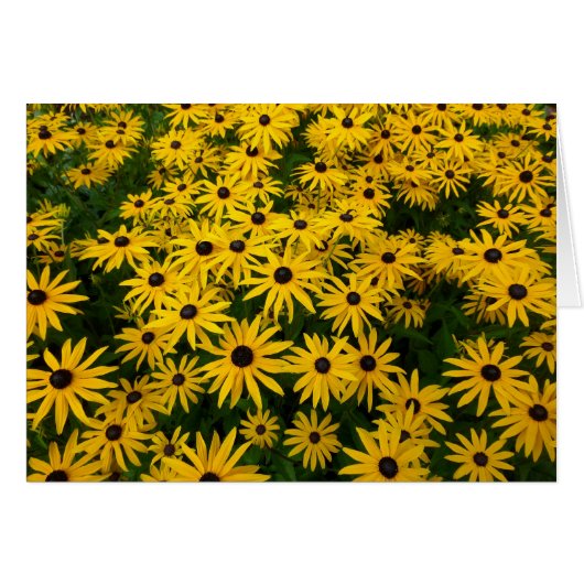 Rudbeckia Hirta (Black-eyed Susans) (Front Horizontal)