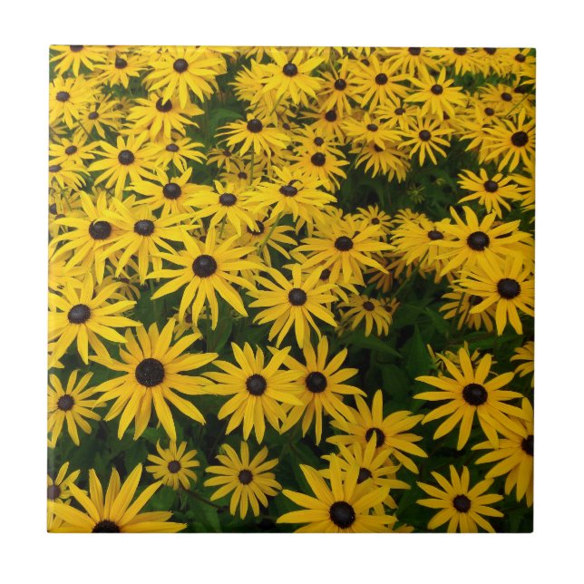 Rudbeckia Hirta (Black-eyed Susans) Tile (Front)