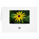 Rudbeckia hirta cards (Back Horizontal)