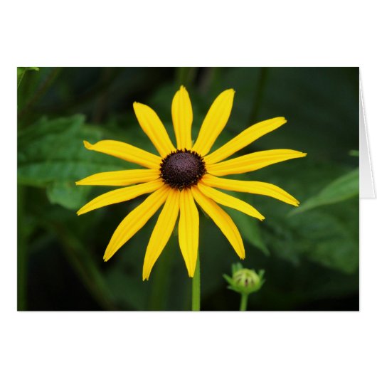 Rudbeckia hirta cards (Front Horizontal)
