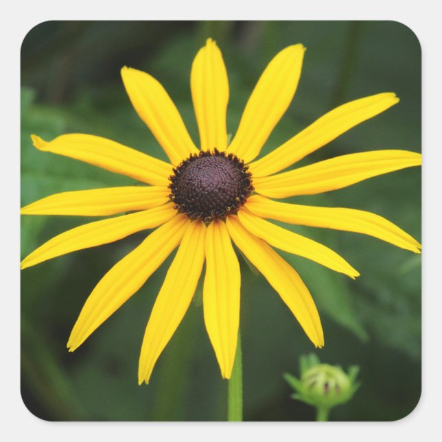 Rudbeckia hirta square sticker (Front)