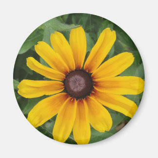 Rudbeckia Magnet