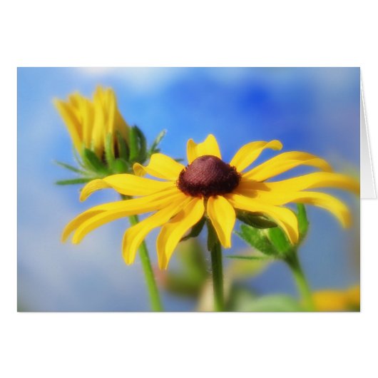 Rudbeckia Summer Dreams Cards (Front Horizontal)