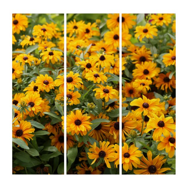 Rudbeckias / A Bed of Black-Eyed Susans Triptych (Front)