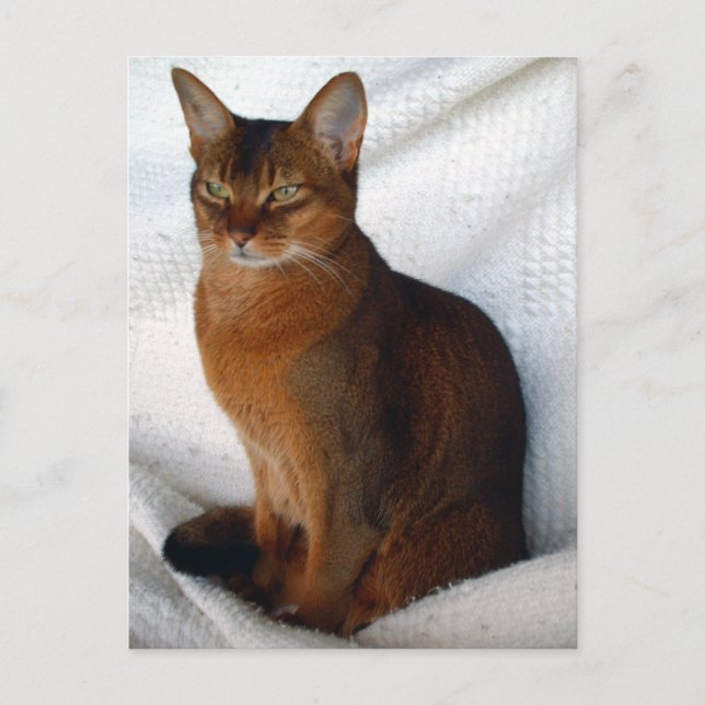 Ruddy Abyssinian Cat Postcards (Front)