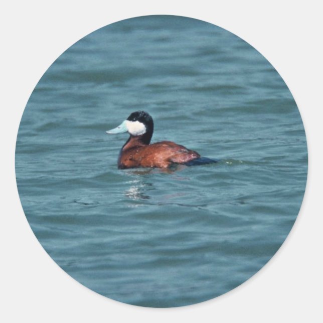 Ruddy Duck Classic Round Sticker (Front)
