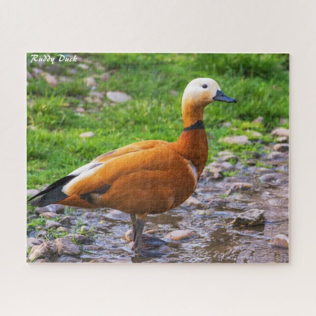 Ruddy Duck Jigsaw Puzzle (Horizontal)