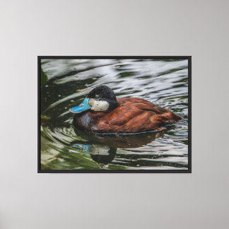 Ruddy duck perfection Stretched Canvas Print