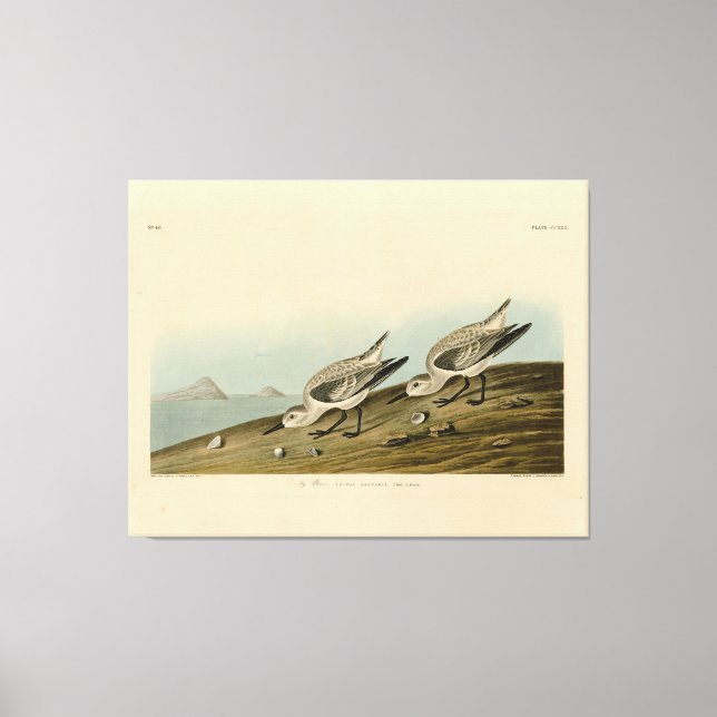 Ruddy Plover (Sanderling) Audubon Birds of America Canvas Print (Front)