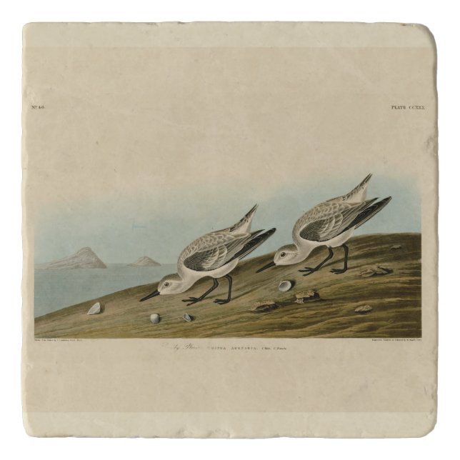 Ruddy Plover (Sanderling) Audubon Birds of America Trivet (Front)