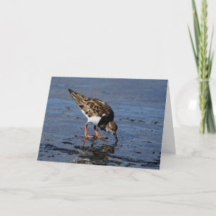 Ruddy Turnstone looking for Food Holiday Card