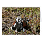 Ruddy Turnstone on Nest (Front Horizontal)