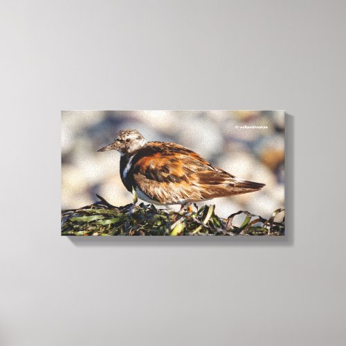 Ruddy Turnstone Shorebird at the Beach Canvas Print