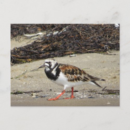 Ruddy Turnstone summer phase Postcard