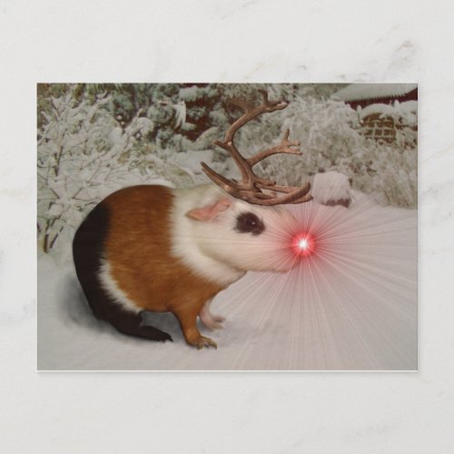Rudolf the rednosed guinea pig postcard