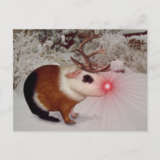 Rudolph The Red Nosed Guinea Pig Holiday Postcard