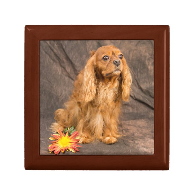 Rudy Cavalier King Charles Spaniel Box (Front)