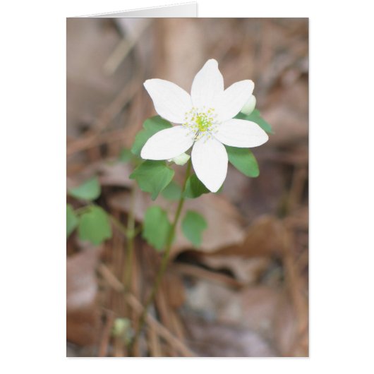 Rue Anemone Cards (Front)