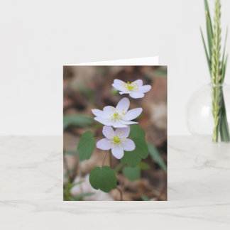 Rue Anemone Notecard