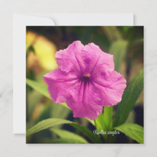 Ruellia simplex