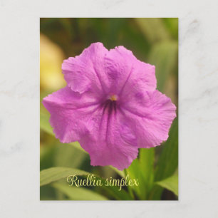Ruellia simplex holiday postcard