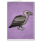 Rueppell's Vulture