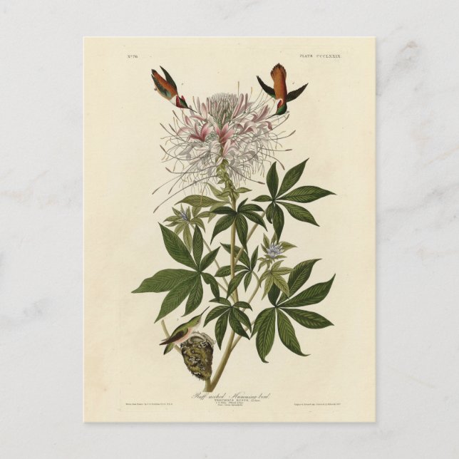 Ruff-necked Humming-bird, Audubon Birds of America Postcard (Front)