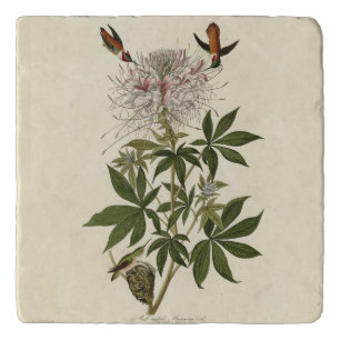 Ruff-necked Humming-bird, Audubon Birds of America Trivet