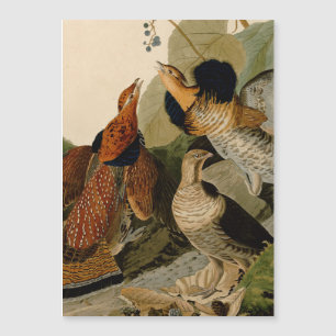 Ruffed Grouse Audubon Game Bird